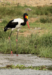 Ephippiorhynchus senegalensis