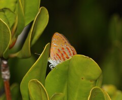 Hypochrysops apelles