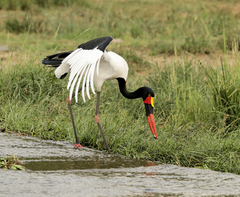 Ephippiorhynchus senegalensis