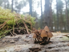 Mycena subgalericulata