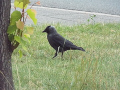 Corvus monedula