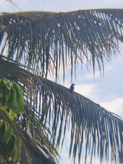 Melanerpes aurifrons