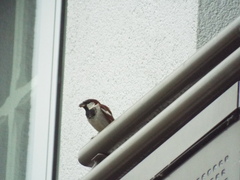 Passer domesticus
