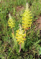 Lachenalia lutea