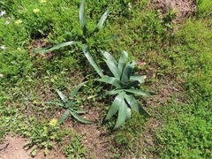 Ammocharis longifolia