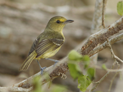 Vireo pallens