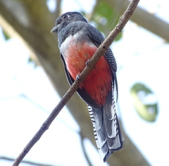 Trogon curucui