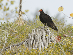 Cathartes burrovianus