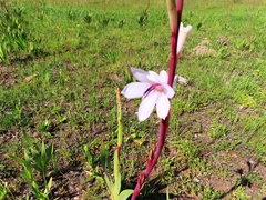 Watsonia meriana