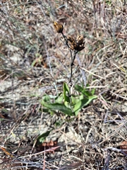Penstemon cobaea