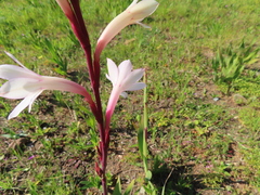 Watsonia meriana