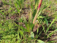 Watsonia meriana