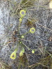 Aspalathus aspalathoides