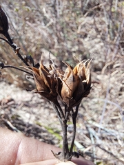 Penstemon cobaea