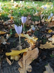 Crocus kotschyanus