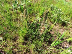 Echiostachys incanus