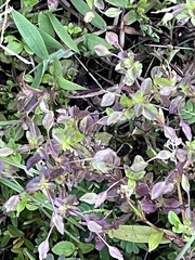Scutellaria racemosa