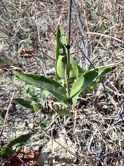 Penstemon cobaea