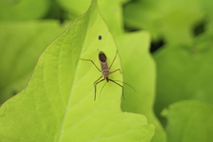 Zelus grassans