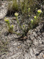 Aspalathus aspalathoides