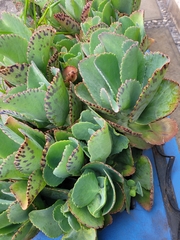 Kalanchoe marmorata