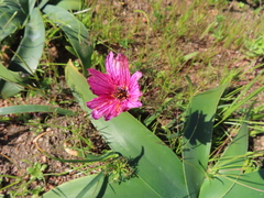 Monsonia speciosa