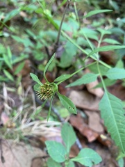 Bidens frondosa