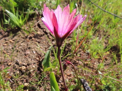 Monsonia speciosa