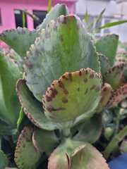 Kalanchoe marmorata