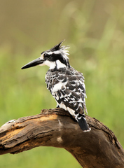 Ceryle rudis rudis