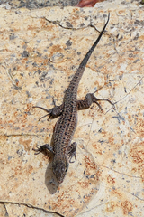 Gallotia stehlini