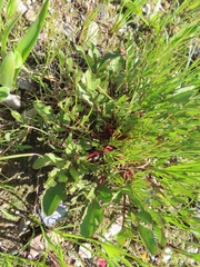 Lichtensteinia obscura