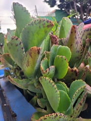 Kalanchoe marmorata