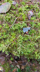 Pleurozium schreberi