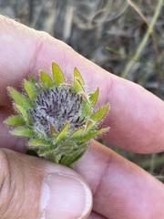 Aspalathus aspalathoides