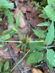 Bidens frondosa