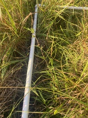 Echinochloa colona