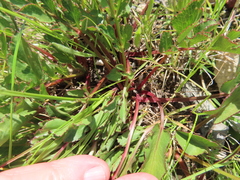 Lichtensteinia obscura