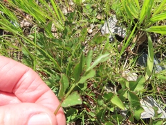 Lichtensteinia obscura