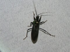 Melanolestes lugens