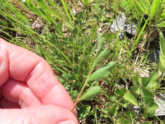 Lichtensteinia obscura