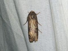 Agrotis ipsilon