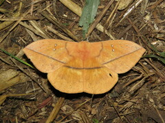 Lonomia