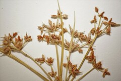 Cyperus dentatus