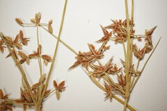 Cyperus dentatus