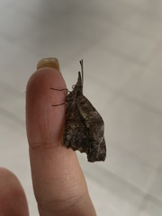 Libytheana carinenta mexicana