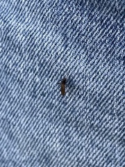 Aedes taeniorhynchus