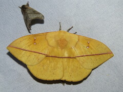 Lonomia