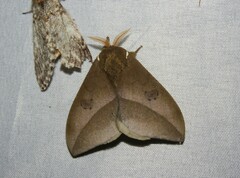 Automeris naranja