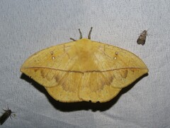 Lonomia